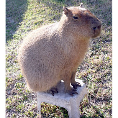 CapyBara